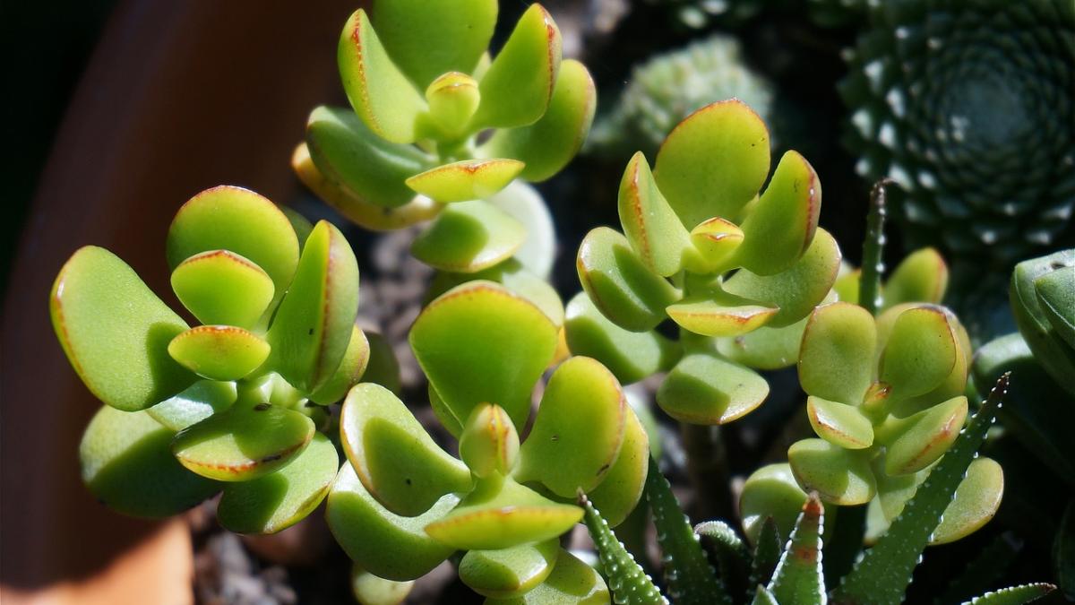 trucul care te va ajuta sa ai mai multi bani in casa iata ce trebuie sa faci