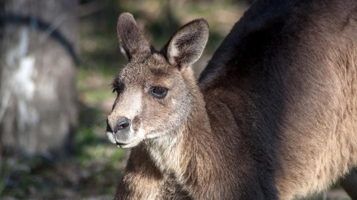 a plecat la vanatoare de canguri impreuna cu fratele sau planul i a fost dat peste cap de o