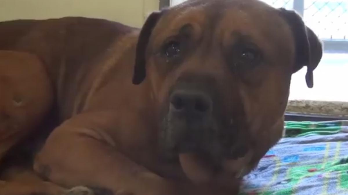 oamenii de la adapost auzeau zgomote ciudate din cusca acestui caine asa ca s au apropiat de el