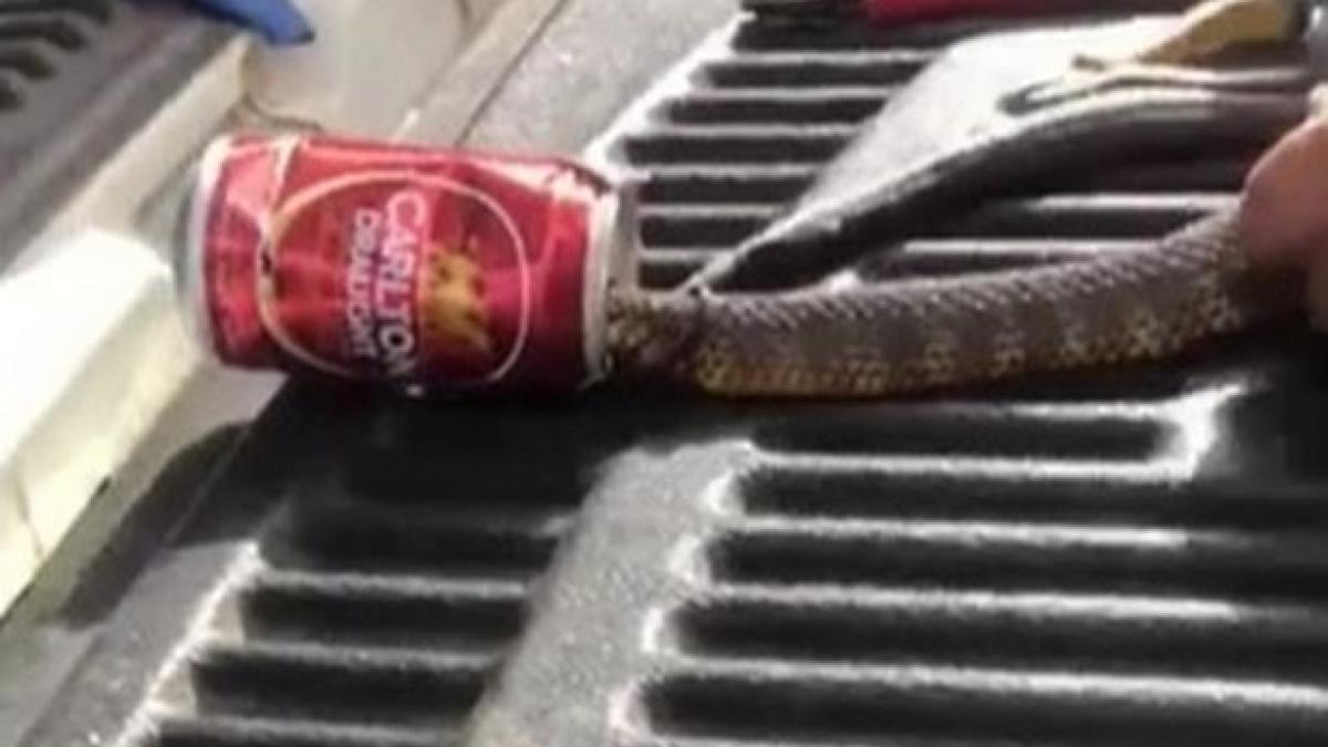 un sarpe a ramas captiv intr o cutie dupa ce a poftit la bere un curajos s a apropiat si a incercat