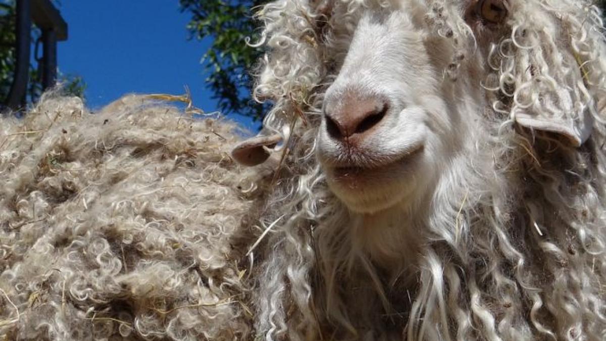 caz socant in berlin doi romani au transat o capra de la o gradina zoologica cum au fost prinsi