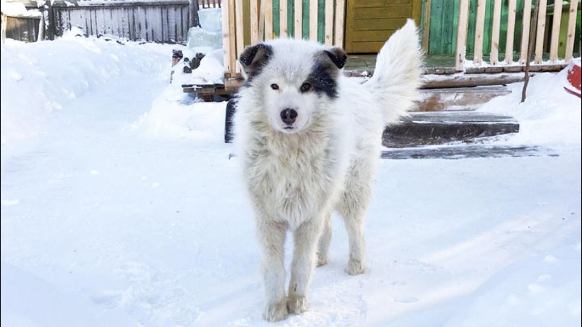 nu intelegeau de ce cainele lor nu se mai misca de doua zile desi afara era un ger cumplit asa ca