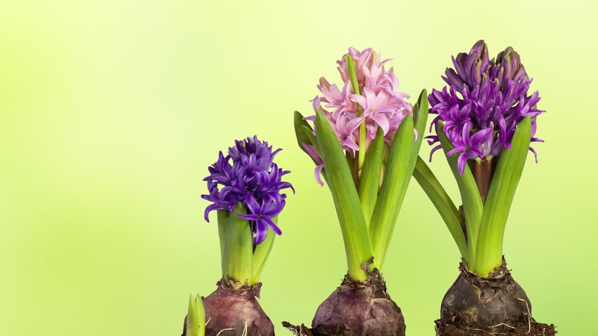 ce trebuie sa faci ca sa nu iti mai ofileasca florile ai nevoie de trei ingrediente banale