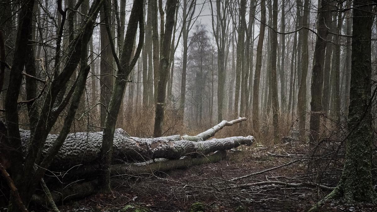 parintii au asteptat ca fiul sa se intoarca acasa dupa ce l au cautat toata noaptea si nu l au