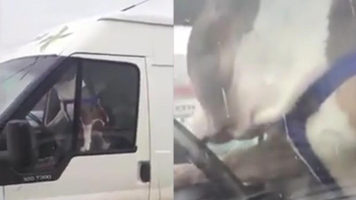 un caine a claxonat minute in sir in parcarea unui supermarket din focsani cand s au apropiat sa