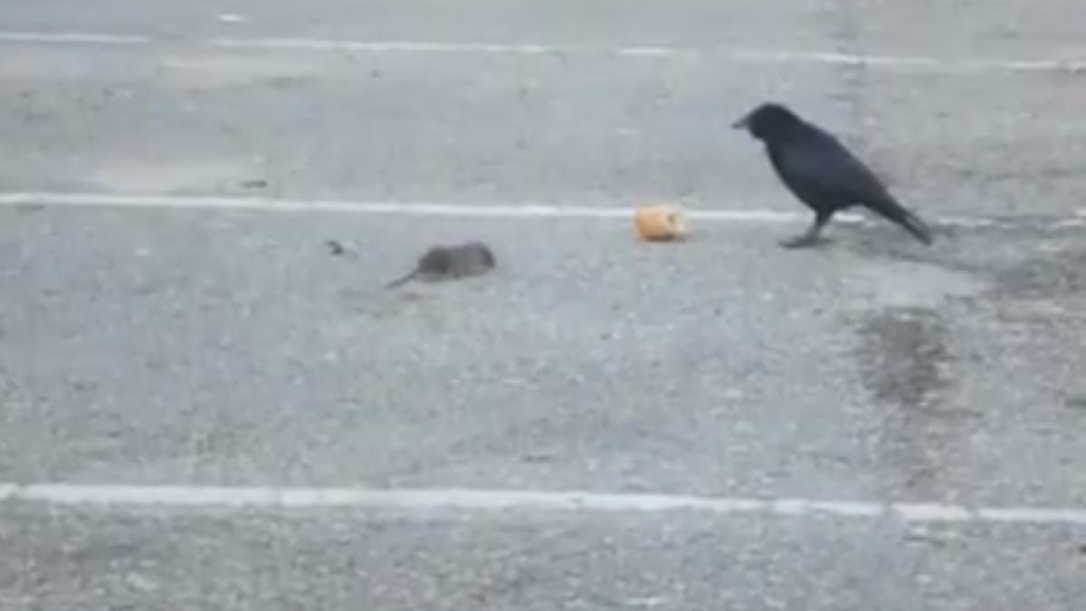 a vazut o cioara ciugulind dintr o bucata de paine la scurt timp de pasare s a apropiat un soricel