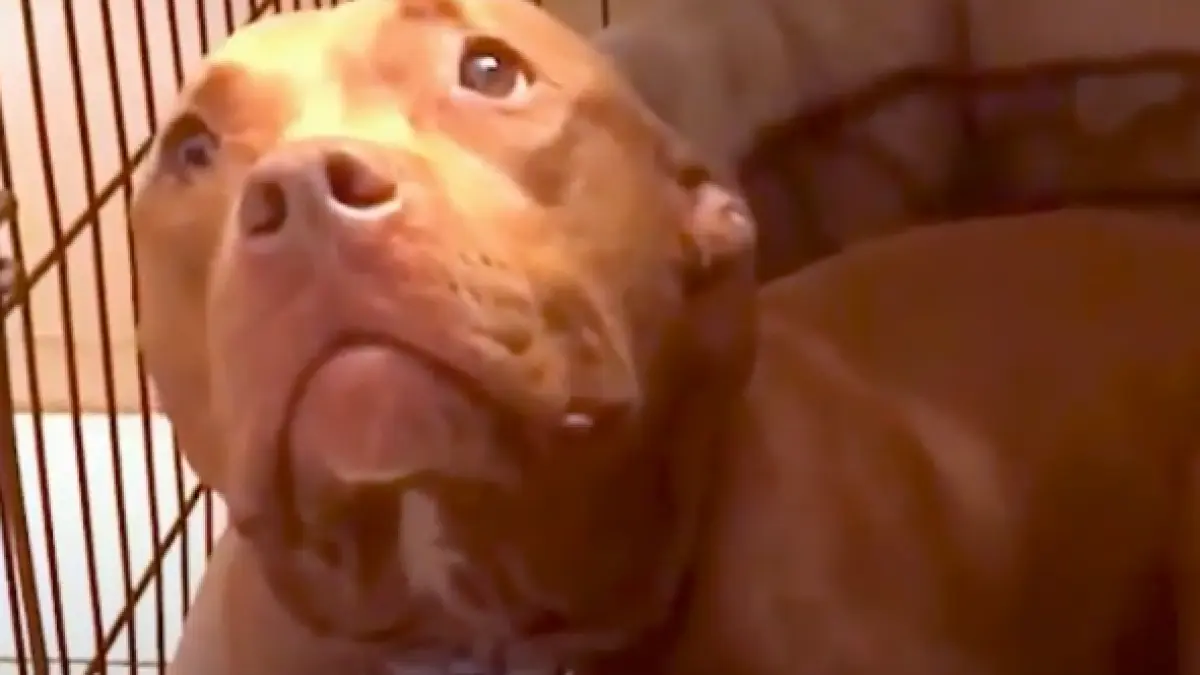 adorabil ce trebuie sa faca stapanul unui catel pentru a l adormi in fiecare seara video