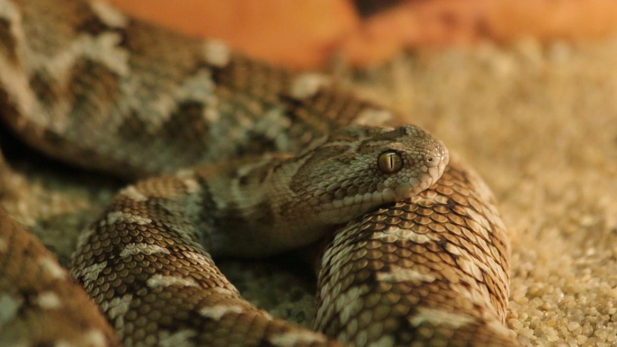 caz socant in piatra neamt un barbat a fost muscat de un sarpe in apartamentul sau