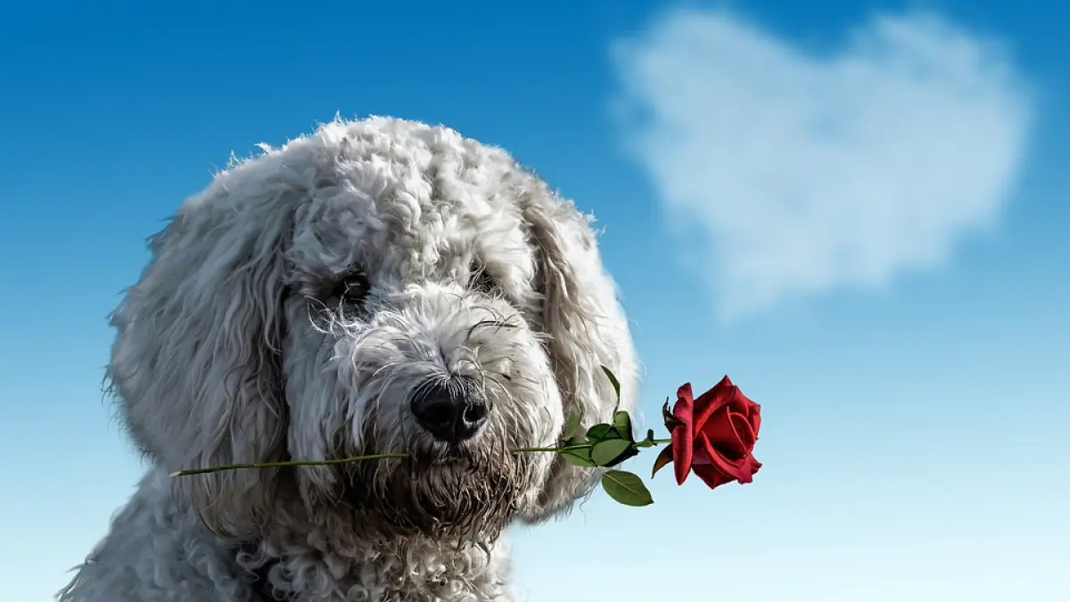 dagobete cele mai romantice mesaje de dragoste