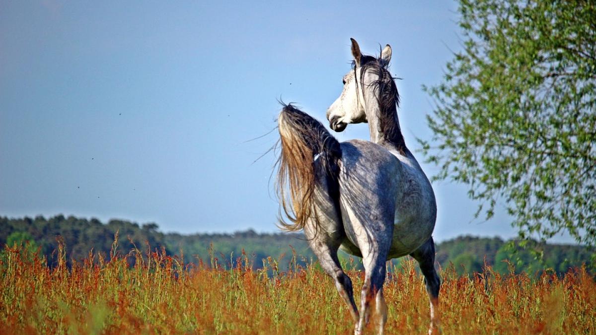 traditia de astazi de care sigur nu stiai