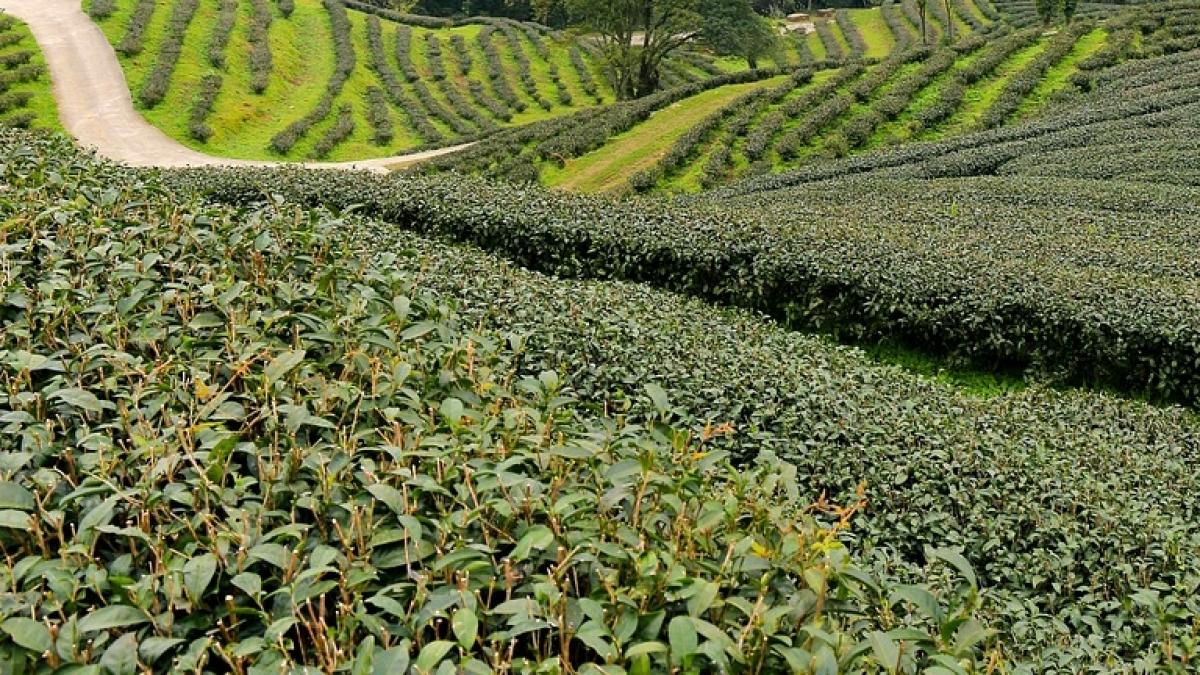 tara careia nu ii mai ajunge pamantul pentru a si hrani populatia