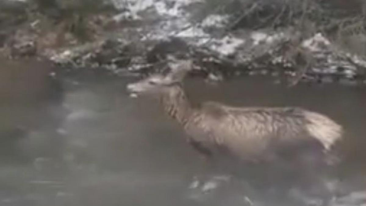 atacul unui lup in zona raului bicaz impiedicat de un padurar video