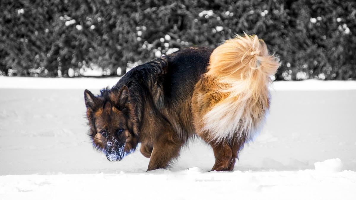 au vazut un caine care statea nemiscat de doua zile pe veranda unei case si au mers sa vada ce se