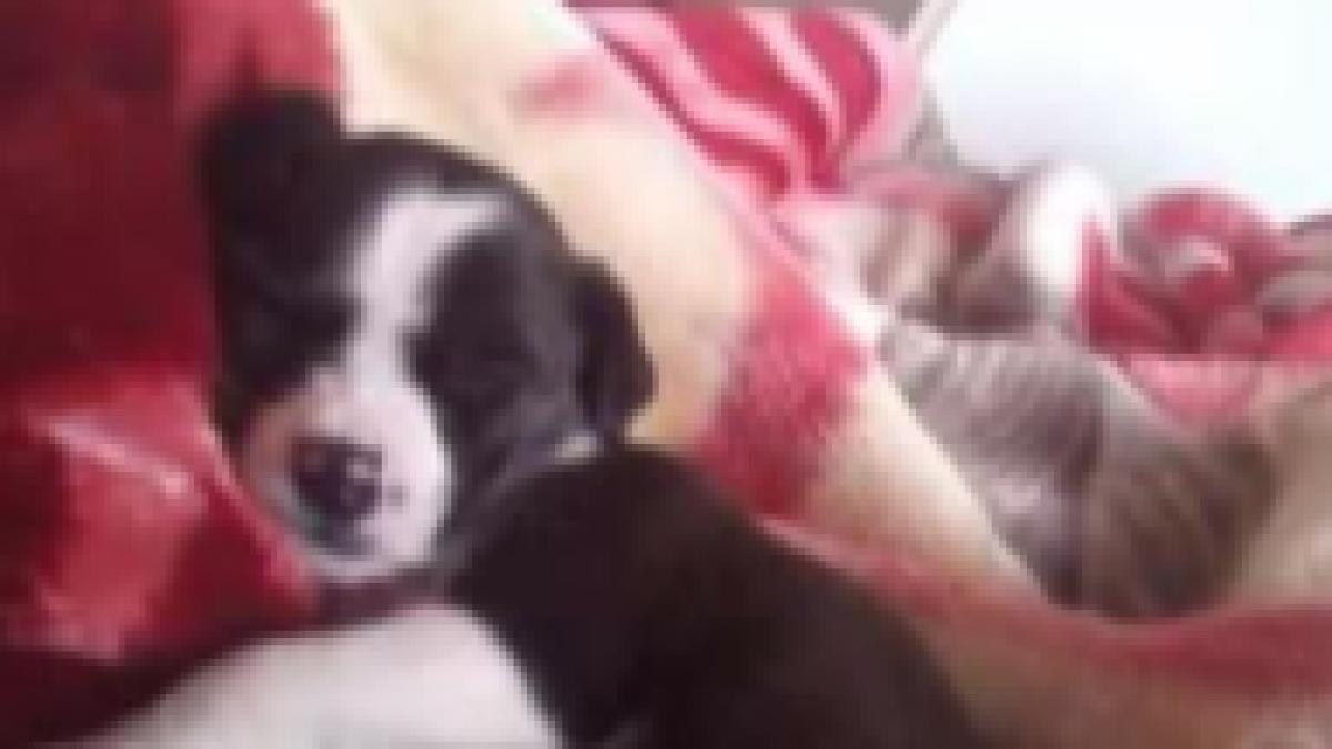 caz revoltator in constanta si a batut si si a aruncat catelul in zapada intregul incident a fost