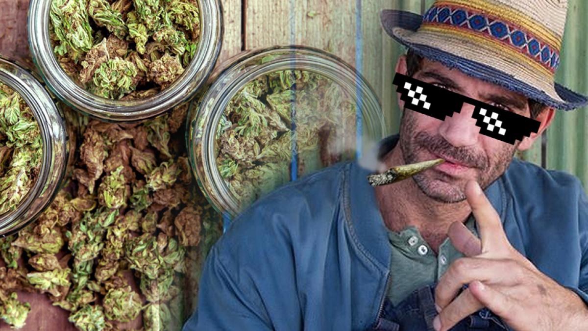 cat cannabis au gasit procurorii diicot la firicel din las fierbinti detalii exclusive