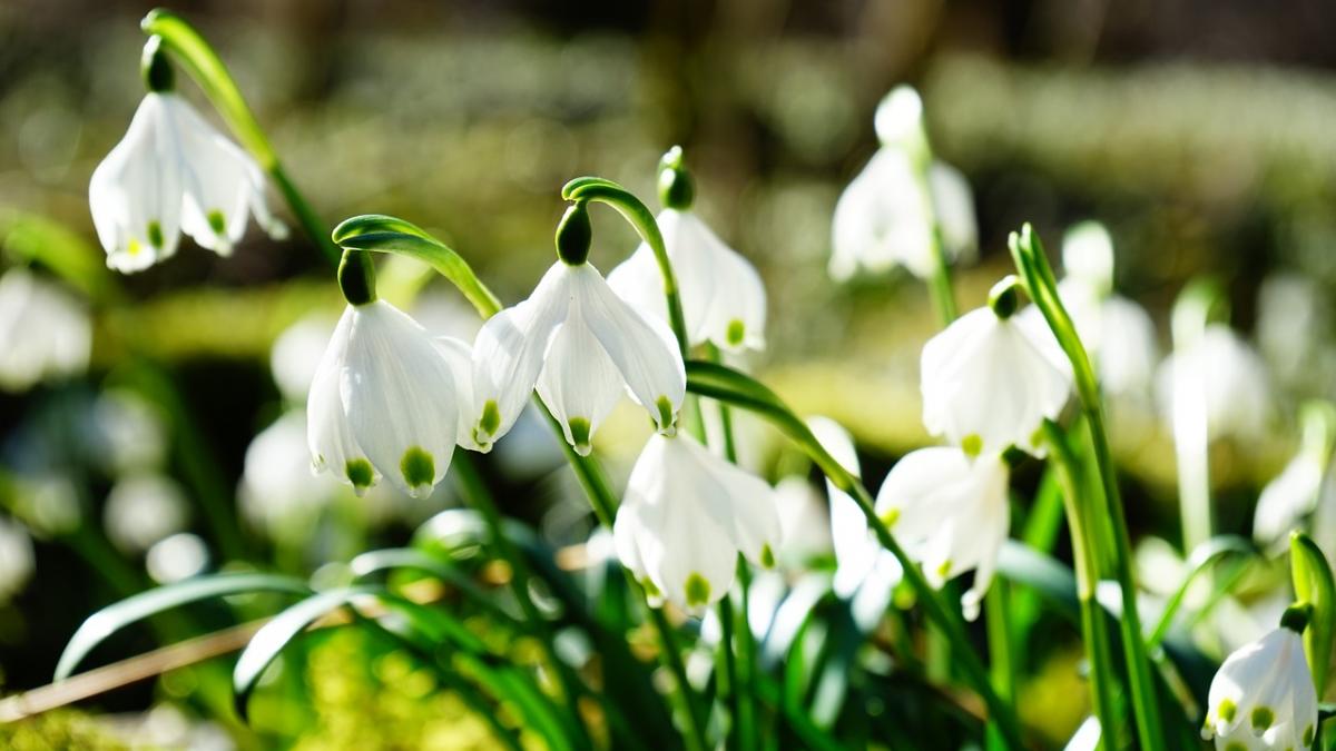 superstitii de martisor ce trebuie sa faci ca sa ai noroc tot anul