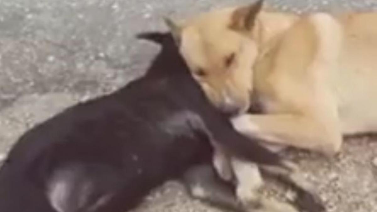 a vazut doi caini pe marginea drumului si s a apropiat cand a inteles ce s a intamplat a luat