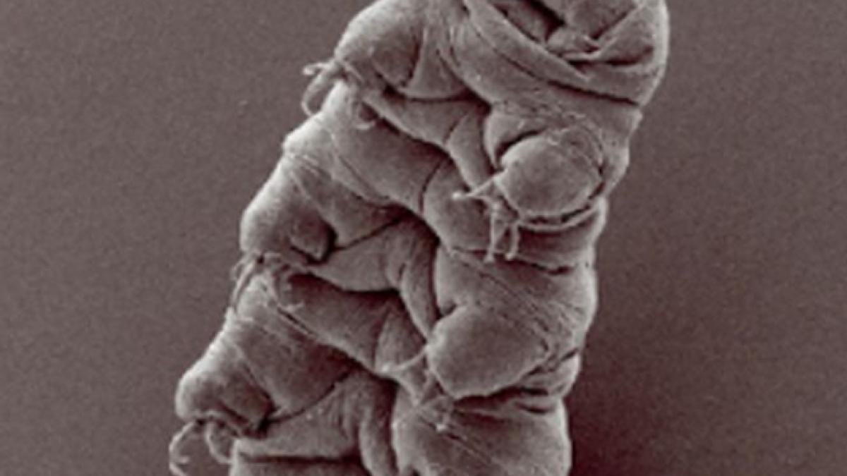 cercetatorii au descoperit o noua specie de animale sunt cele mai rezistente creaturi de pe pamant