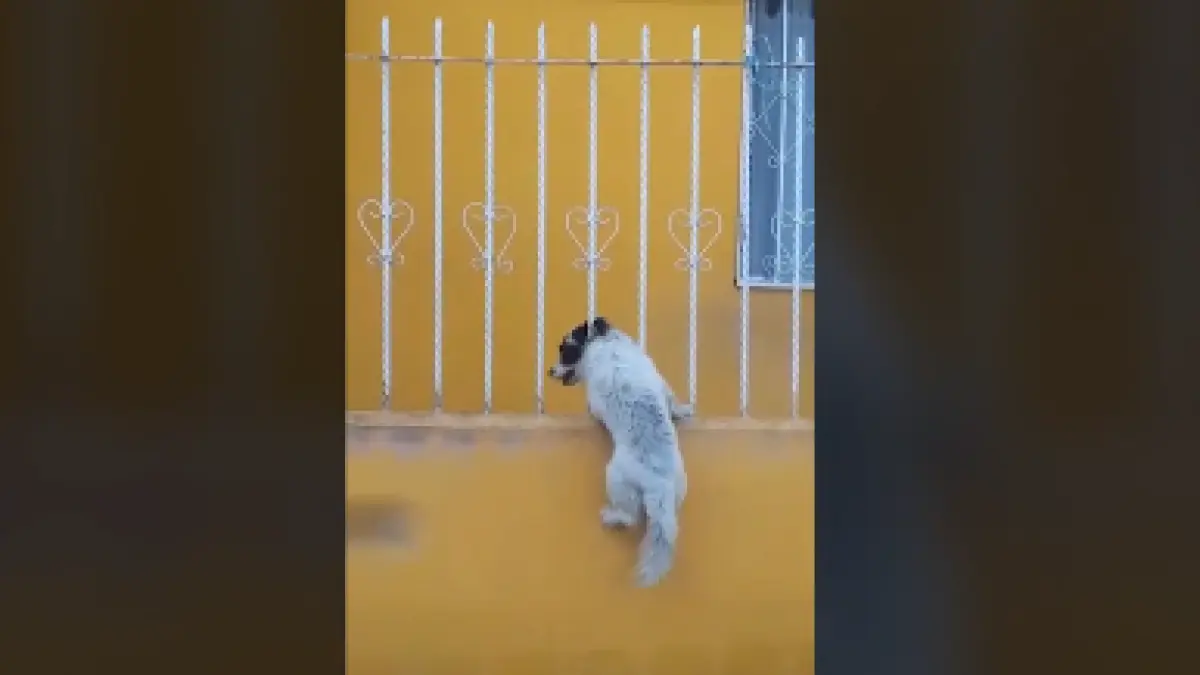 un catel a ramas cu capul prins in gard dar un alt patruped i a sarit in ajutor scena a fost