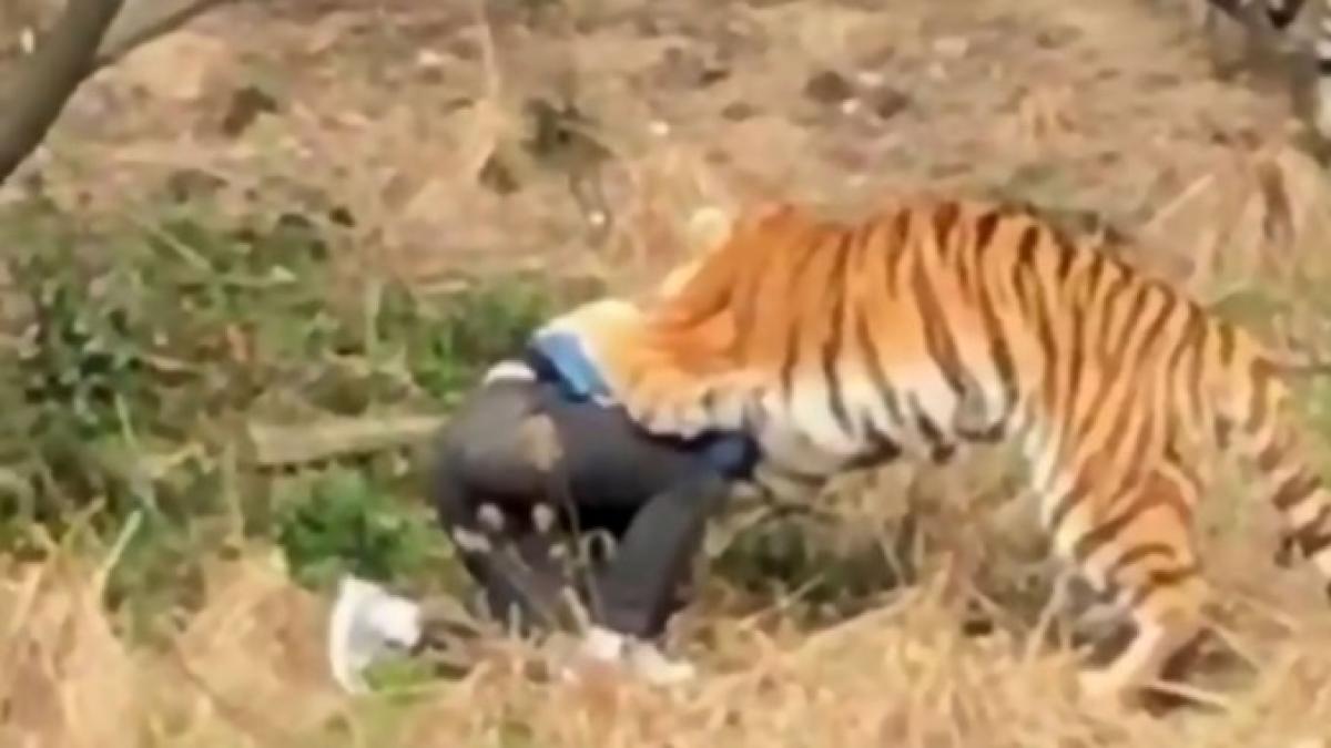 video barbat mancat de tigri dupa ce a intrat la zoo pe unde nu trebuia