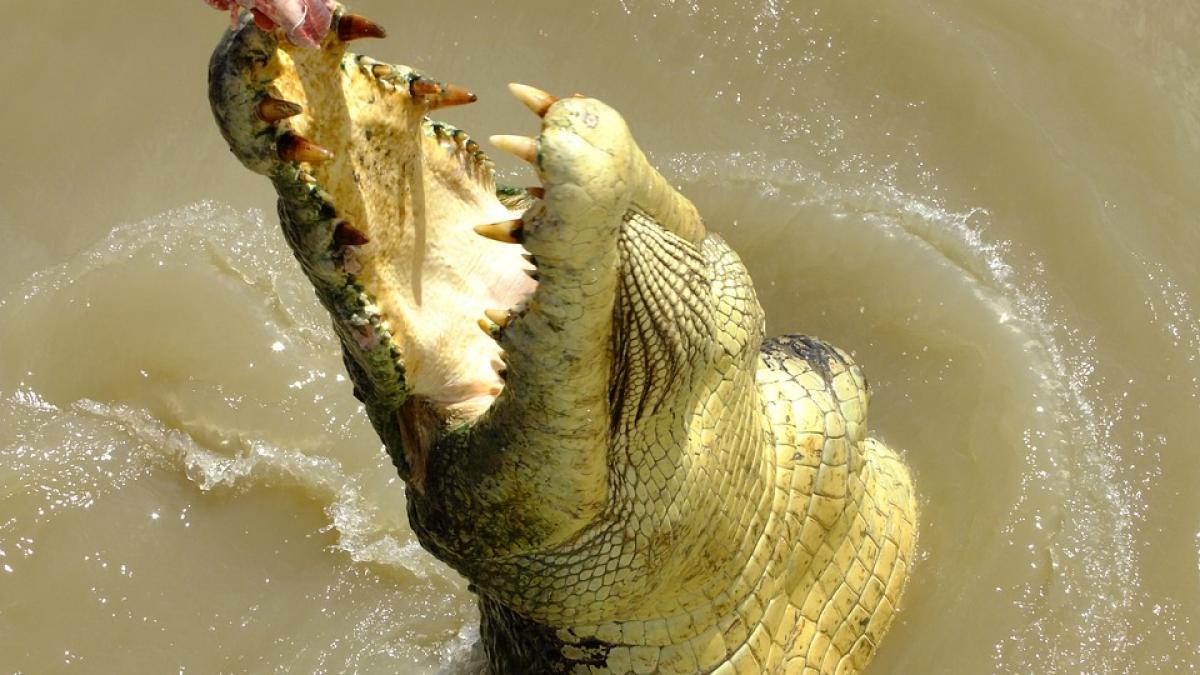 crocodil de sase metri ucis in indonezia ce au gasit in stomacul lui te trec fiorii