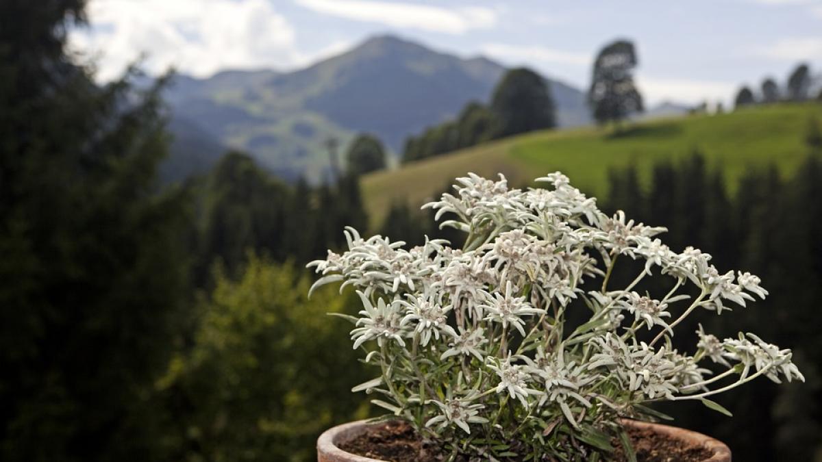 floarea de colt de la minune a cosmeticii la planta protejata prin lege