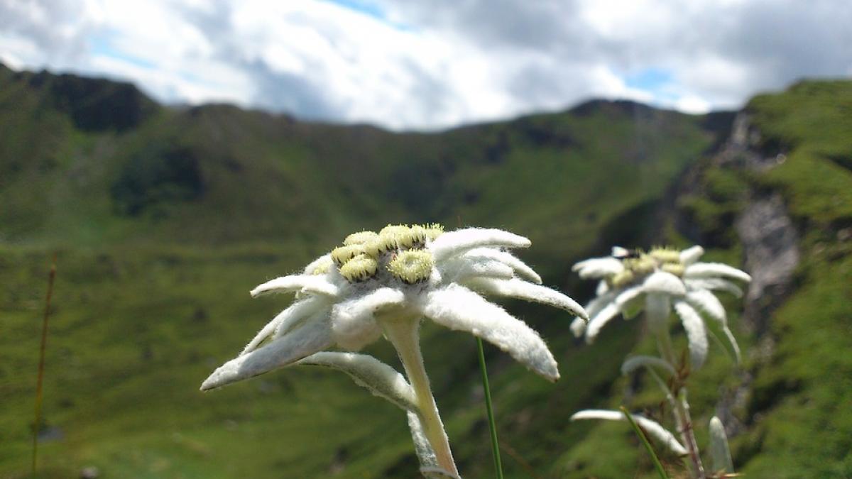 floarea de colt omagiata de google printr un doodle special monument al naturii si aur in cosmetica