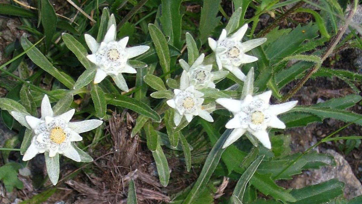 floarea de colt top 10 locuri unde poti gasi floarea de colt in romania