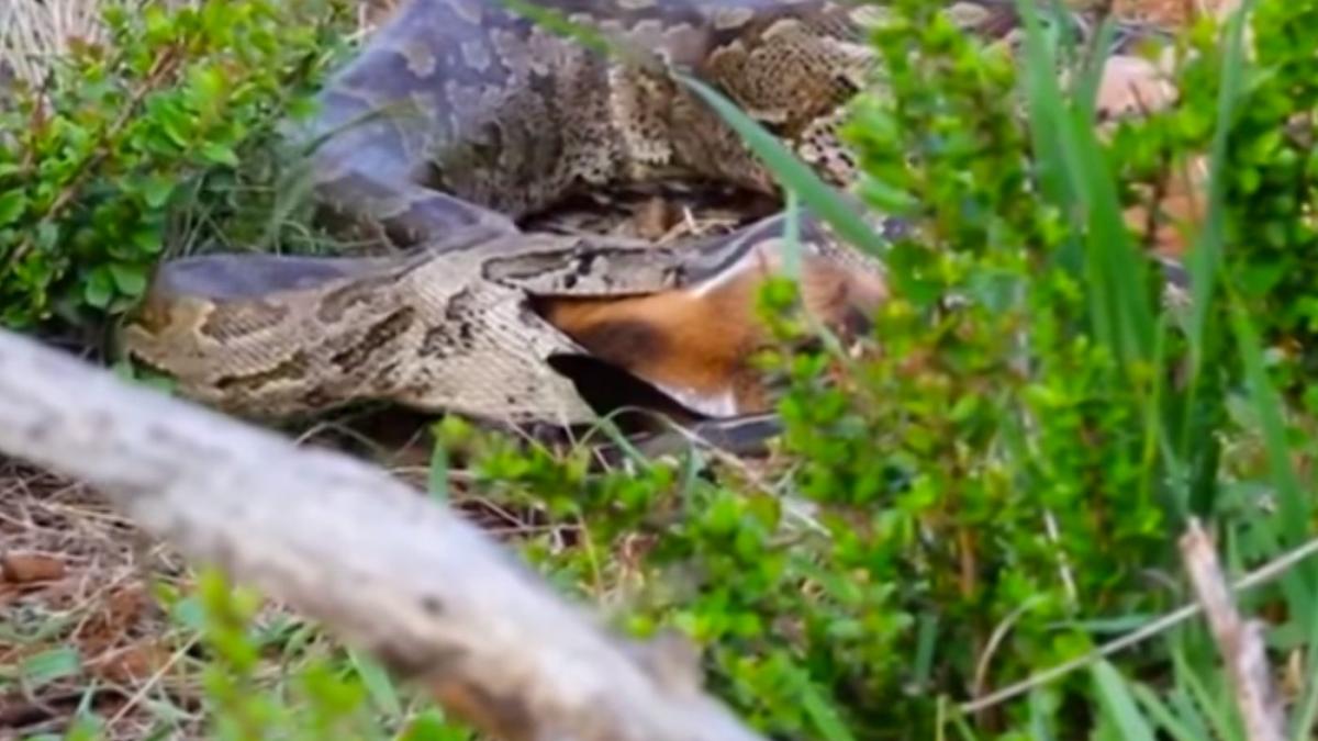 i a lasat muti pe oamenii de stiinta ce a facut acest piton este ireal