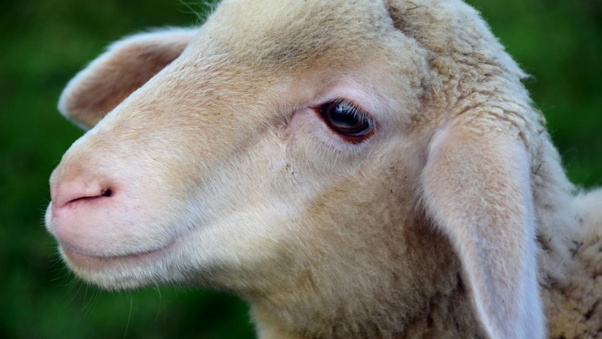 paste 2018 cat costa carnea de miel in acest an