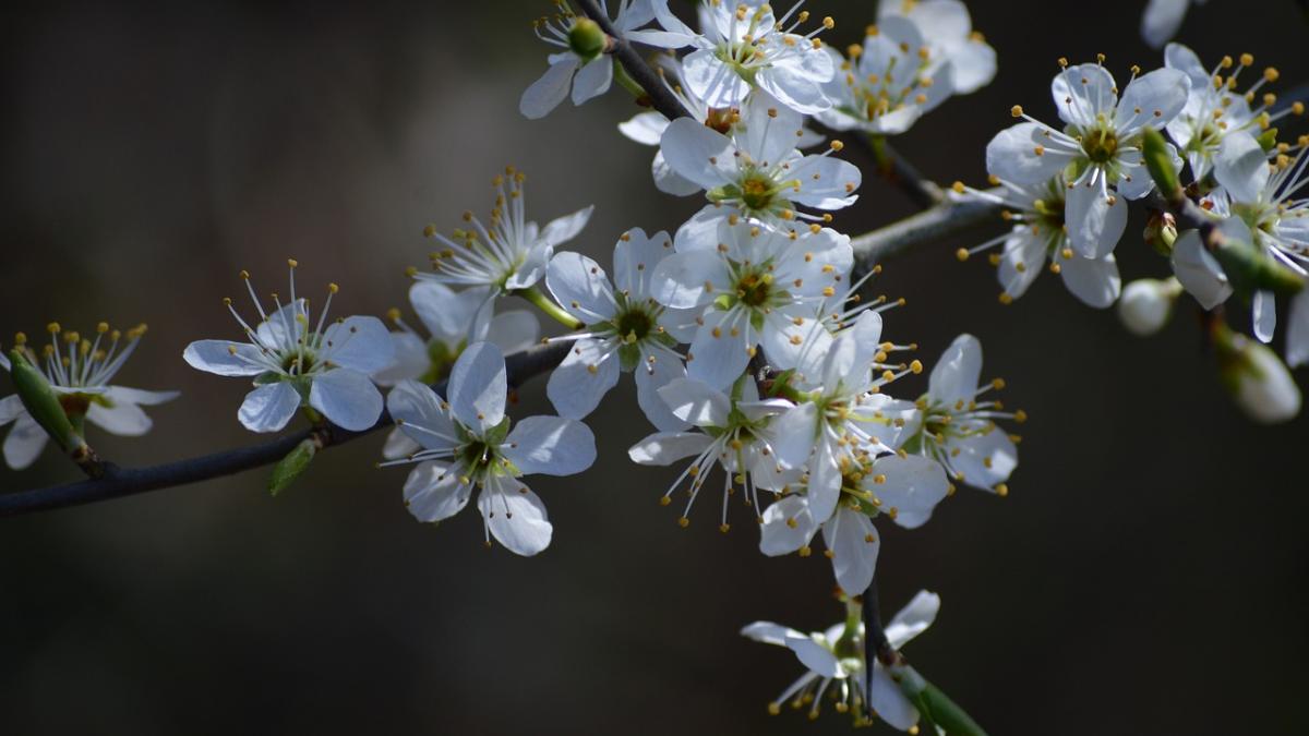 prognoza meteo pentru urmatoarele doua saptamani