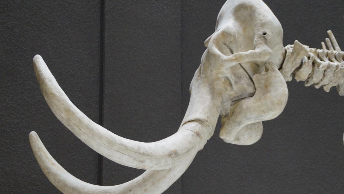 descoperire incredibila in botosani ar putea rescrie istoria