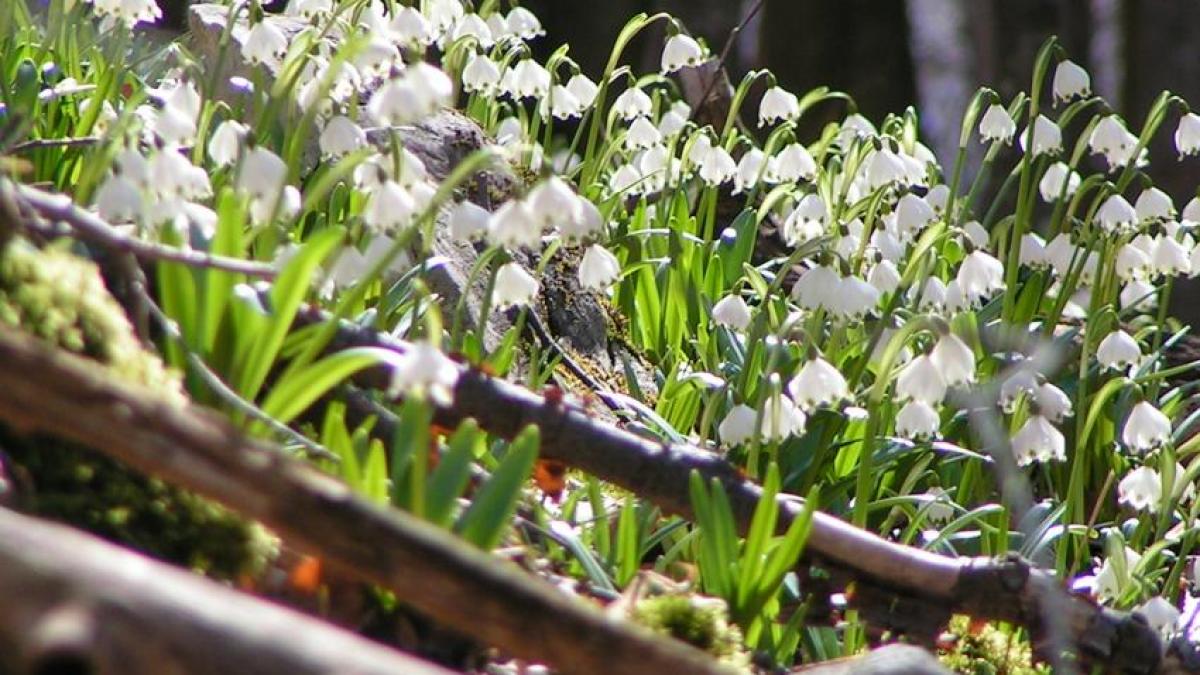 un loc din romania considerat dumbrava minunata a dacilor