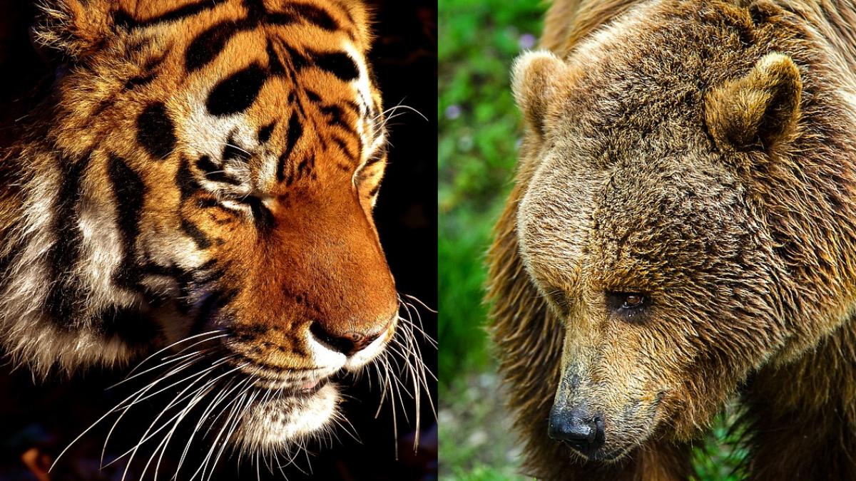 ursul sau tigrul cine este mai puternic video