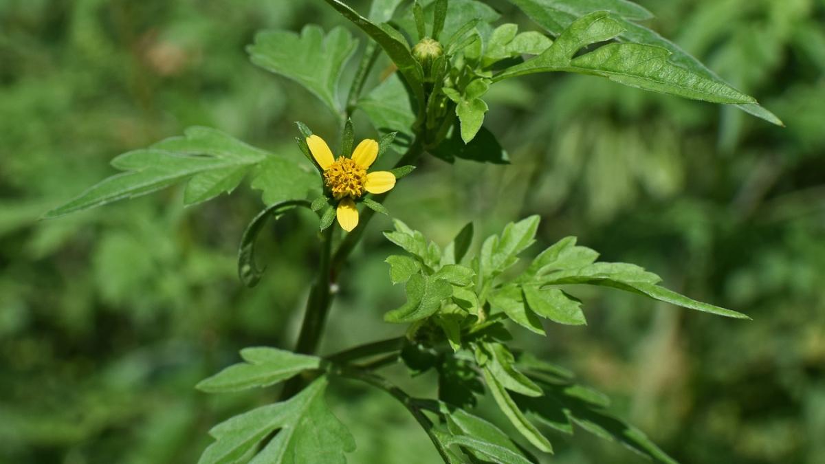 amenzi usturatoare pentru romanii care nu curata ambrozia