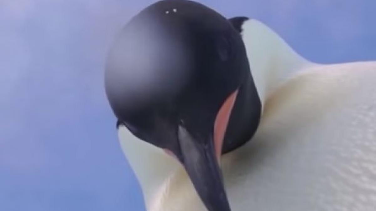 ei sunt cei doi pinguini care si au facut selfie toata lumea a fost fascinata