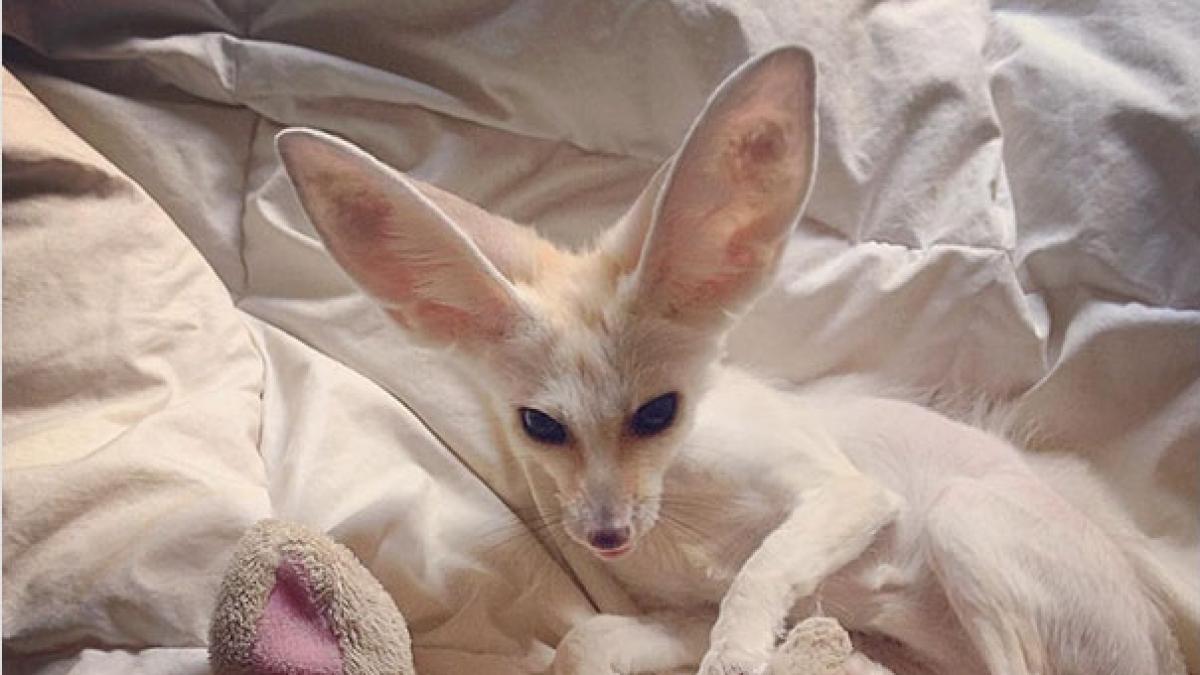 si a fortat vulpea sa manace doar produse pentru vegetarieni ani de zile rezultatele sunt