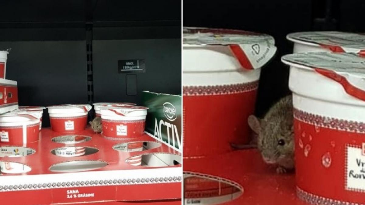 un soricel patriot fotografiat in rafturile unui supermarket