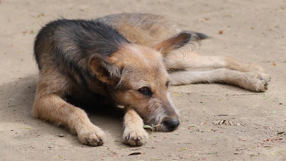 a sarit in ajutorul unei trecatoare dar apoi a devenit chiar el victima o tanar ucis de maidanezi