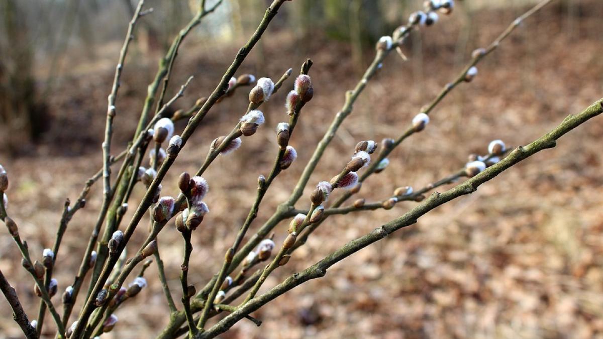 cum va fi vremea in urmatoarele doua saptamani