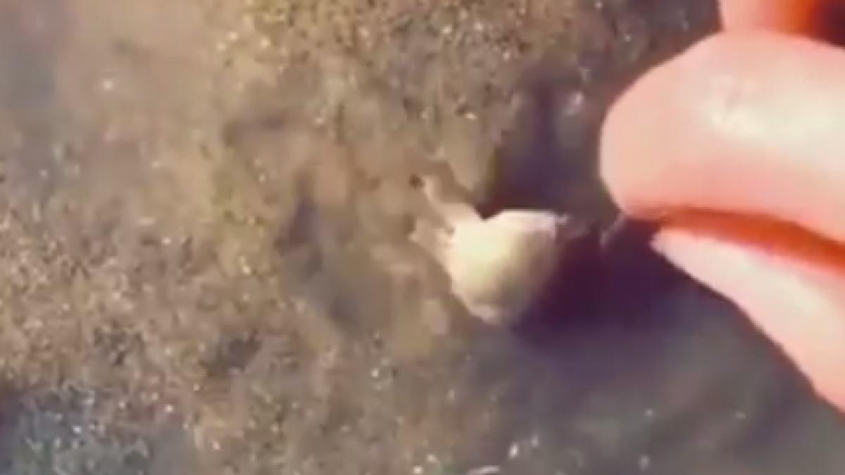 a vazut ceva incredibil in apa s a apropiat si este uluitor ce s a intamplat video