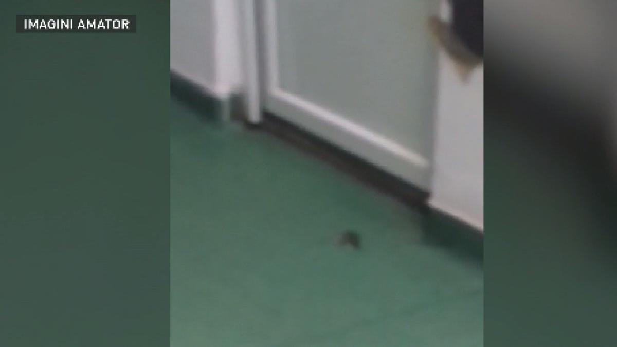 copila tratata printre soareci la spitalul de boli infectioase din craiova tatal fetei n au