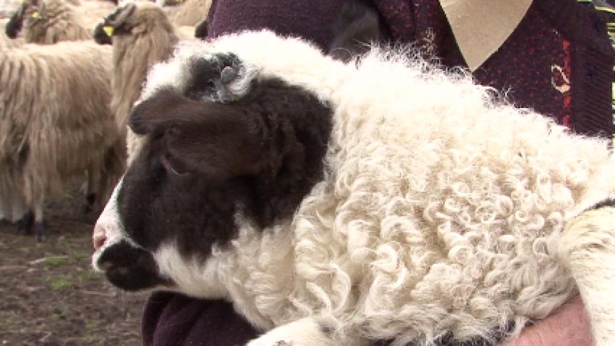 mielul de paste mic scump si toxic