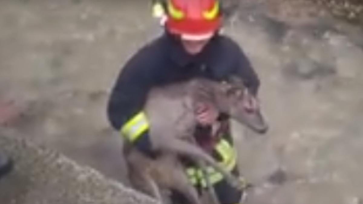 o caprioara a fost salvata de pompieri dintr un rau inghetat din zarnesti animalul era lovit in
