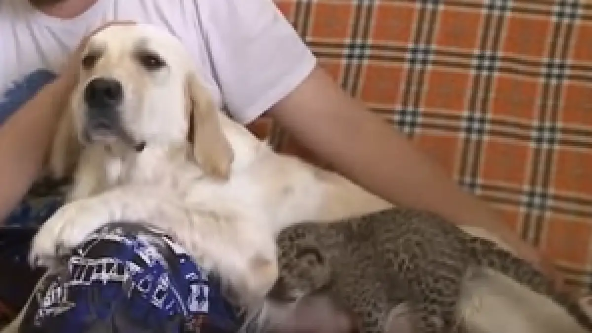 un pui de leopard dat in grija unei cateluse de ce au luat aceasta decizie angajatii unei gradini