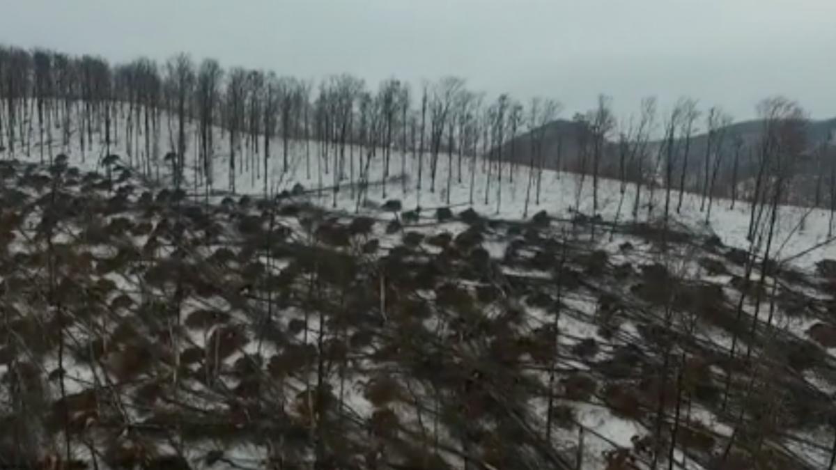 imagini apocaliptice in satu mare rasa de vantul care a lovit cu peste 100 de kilometri pe ora de