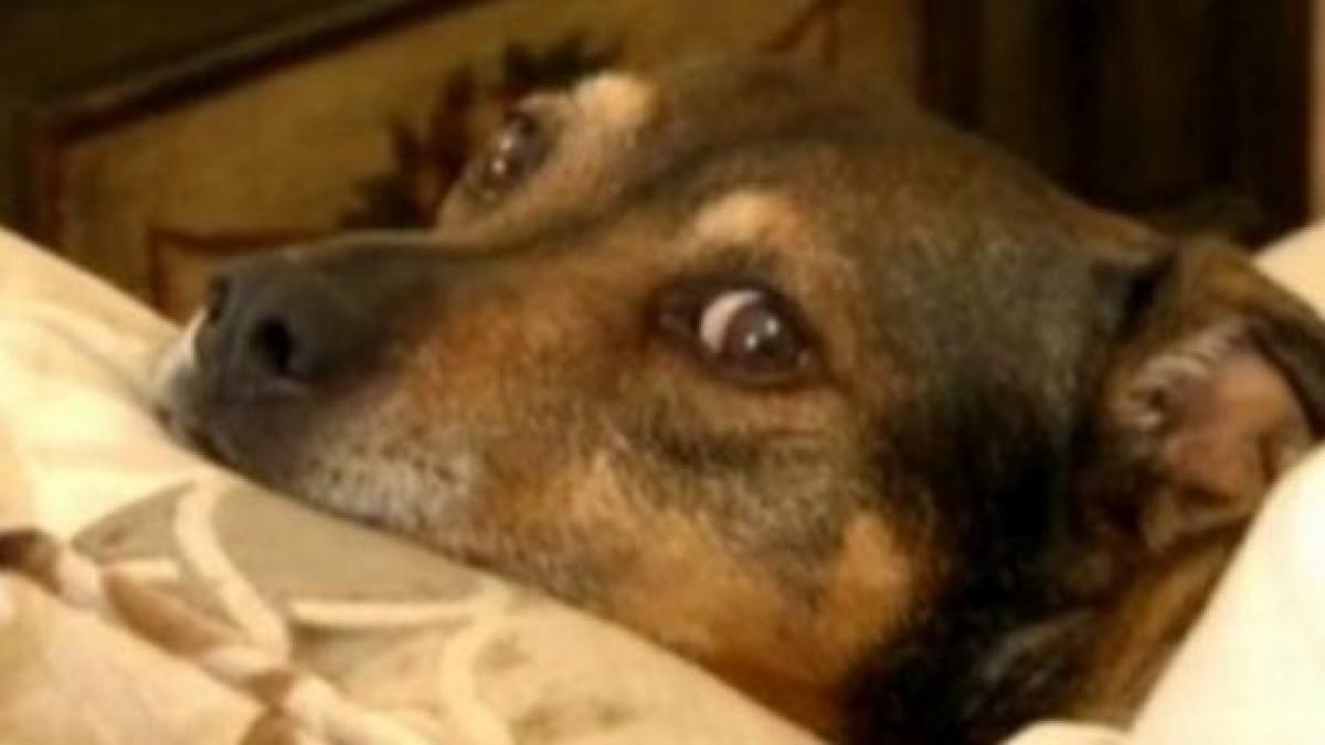 luasera un caine de la adapost si il considerau deja un membru al familiei dar intr o noapte