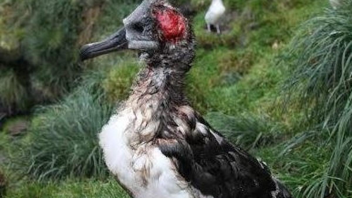 albatrosi mancati de vii de soareci motivul incredibil pentru care pasarile s au lasat devorate