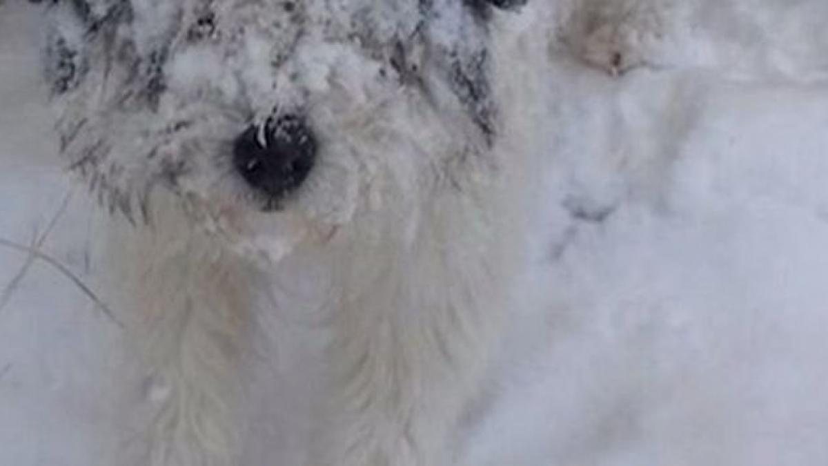 imaginea zilei vine de la o telespectatoare antena 3 cum aratau cainii ei in aceasta dimineata
