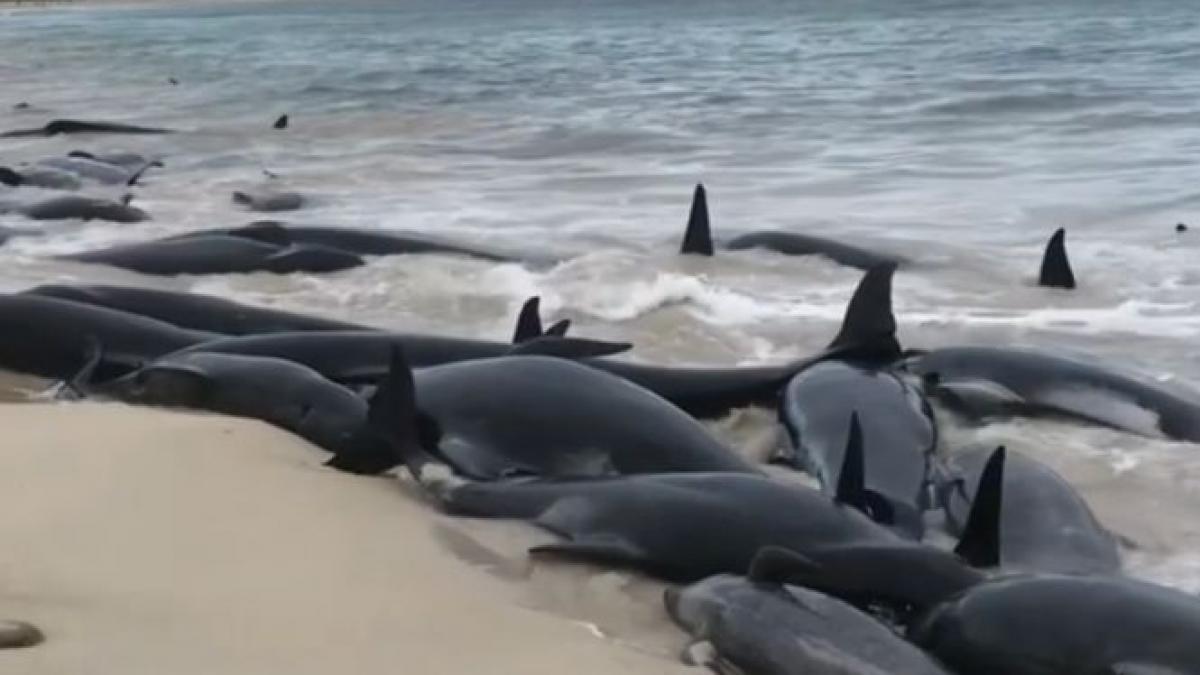 peste 150 de balene au esuat pe o plaja din australia doar 15 au supravietuit video